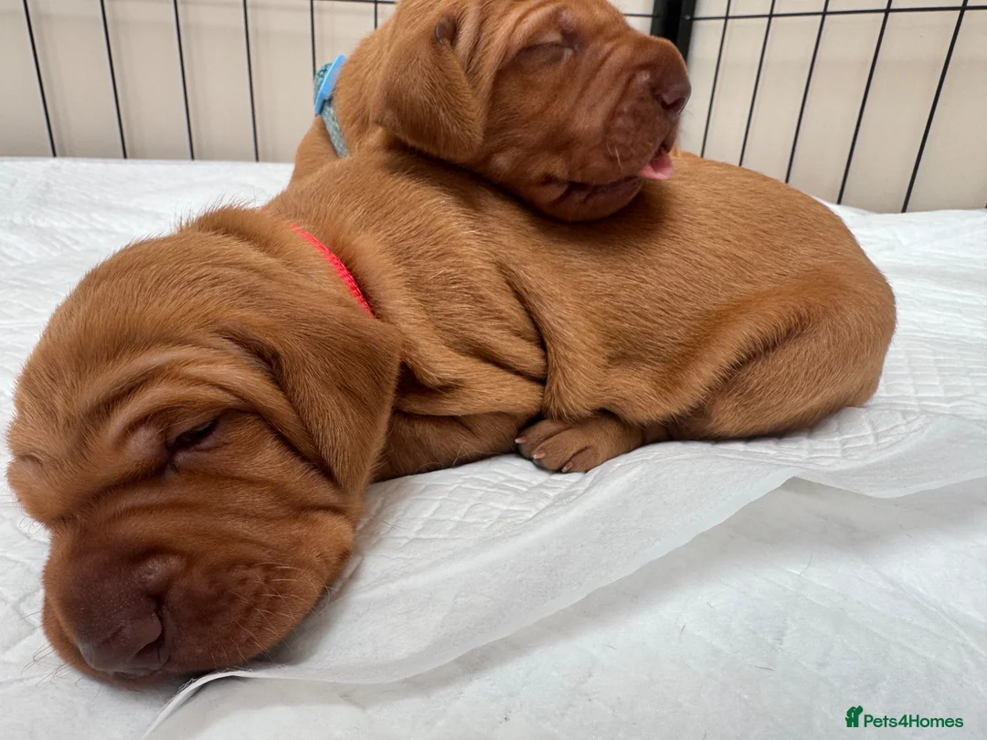 Hungarian Vizsla dogs for sale: Male/female - Advert 4