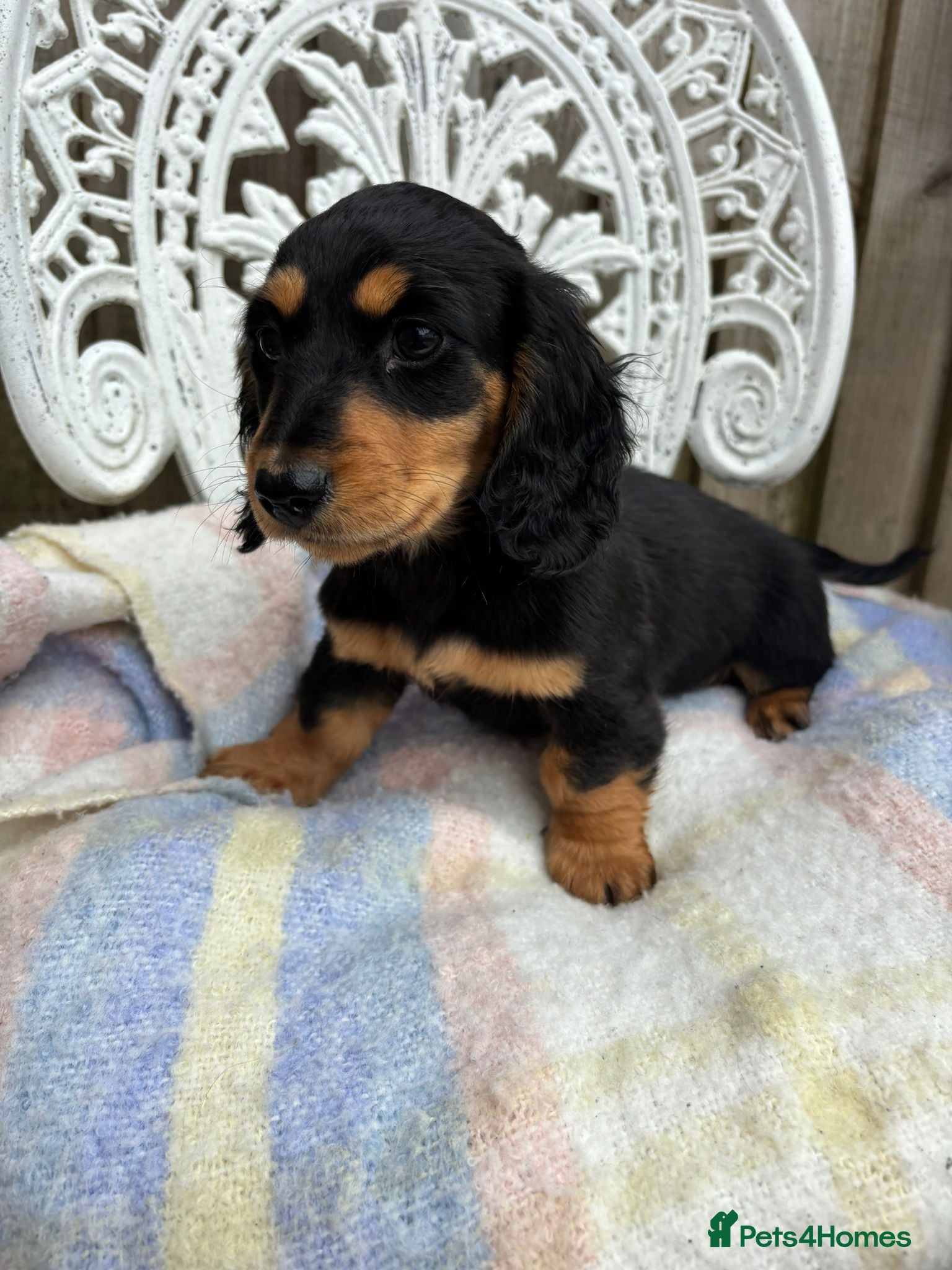 Dachshund dogs Miniature long-haired dachshund - Advert 2