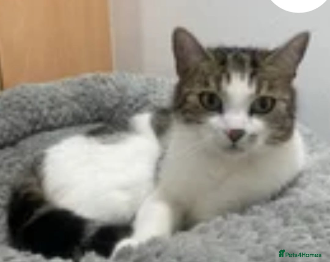 British Longhair cats for sale: Female cat for rehoming - Image 1