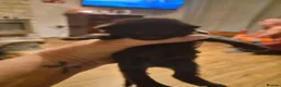 Mixed Breed cats for sale: 6 black kittens  - Advert 17