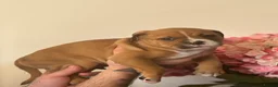 Mixed Breed dogs for sale: Beautiful litter  - Advert 17