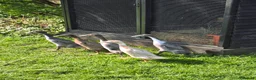 Ducks poultry for sale: Indian runner ducks  in Reading - Advert 1