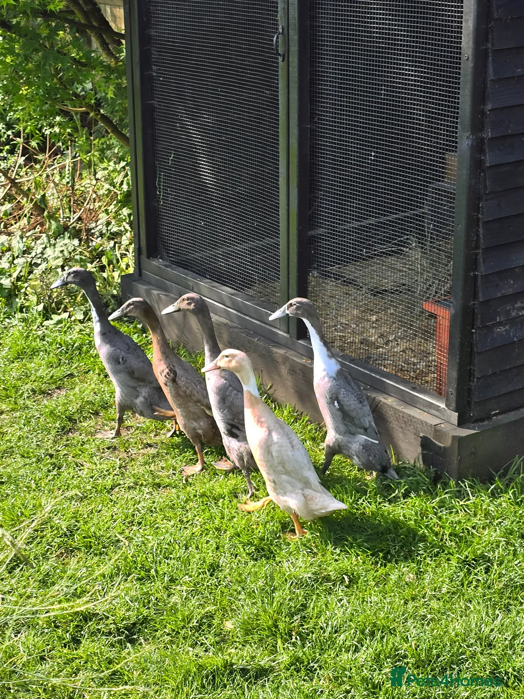 Ducks poultry for sale: Indian runner ducks  in Reading - Advert 1