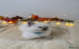 Ragdoll cats for sale: Adorable Ragdoll Kittens - GCCF registered - Image 10