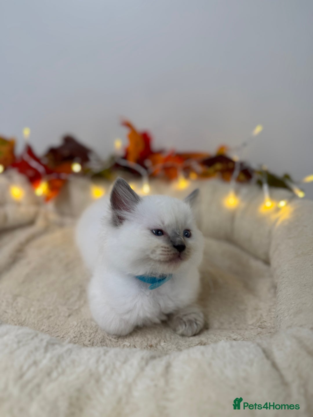 Ragdoll cats for sale: Adorable Ragdoll Kittens - GCCF registered - Image 10