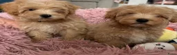Maltipoo dogs for sale: Maltipoo puppies READY NOW ! - Advert 4