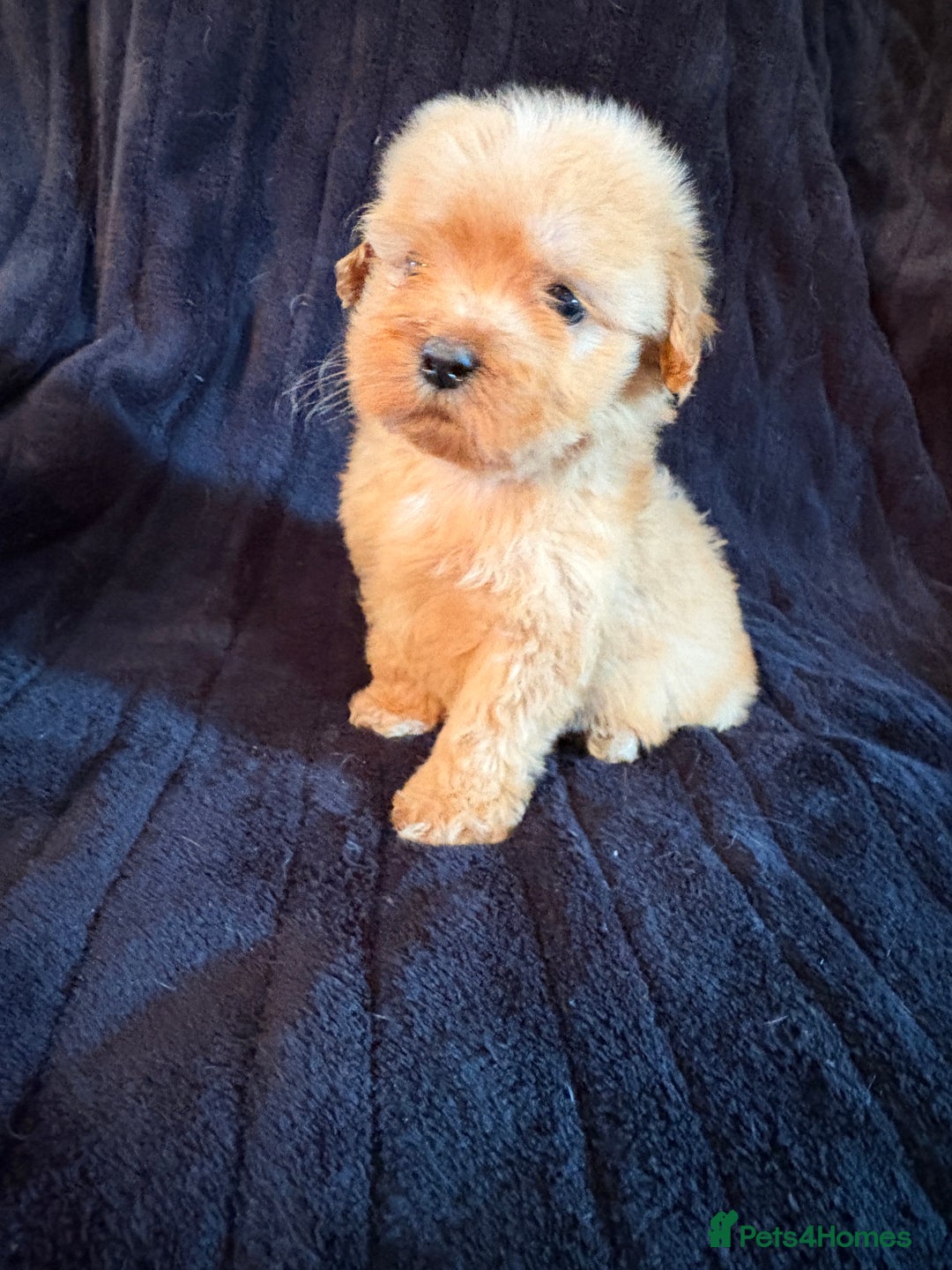 Cavapoo dogs for sale: 💙 TOY CAVAPOO 💙 - Image 8