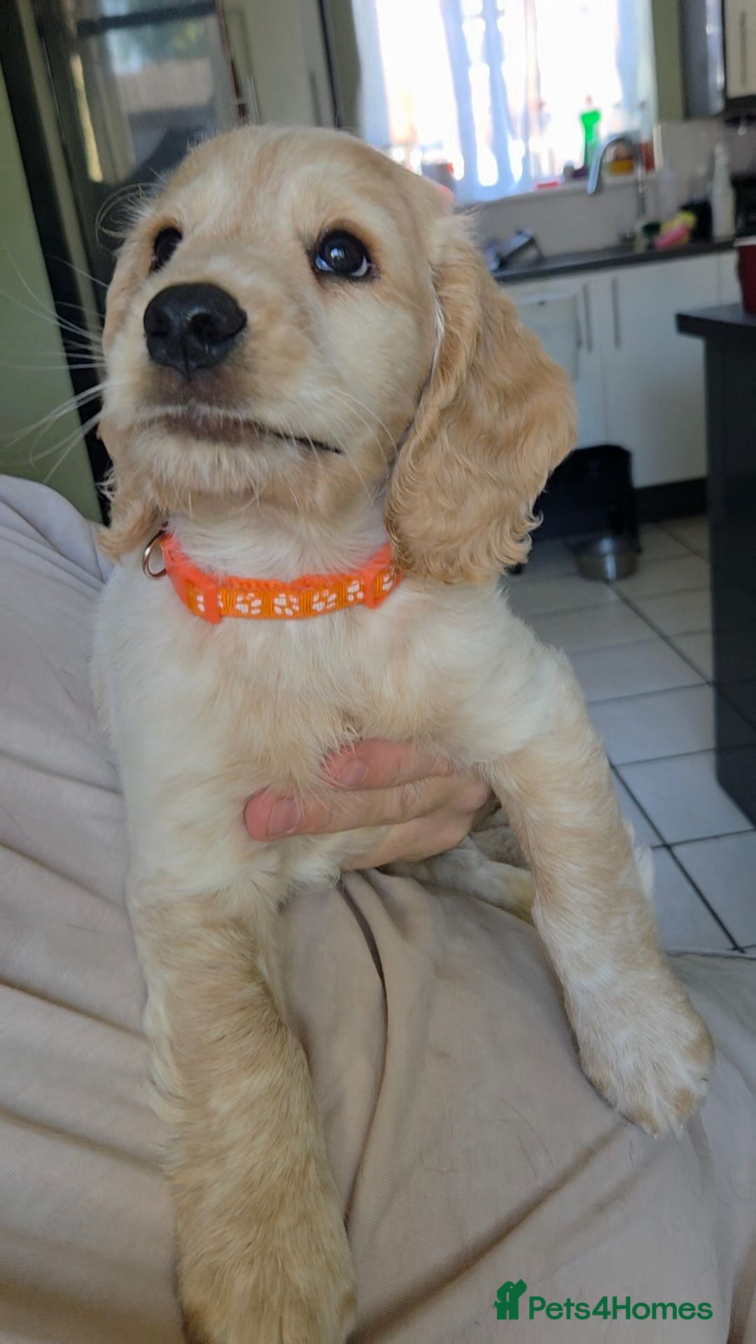 Cockapoo dogs COCKER SPANIEL MUM D.N.A HEALTH TESTED. - Advert 2