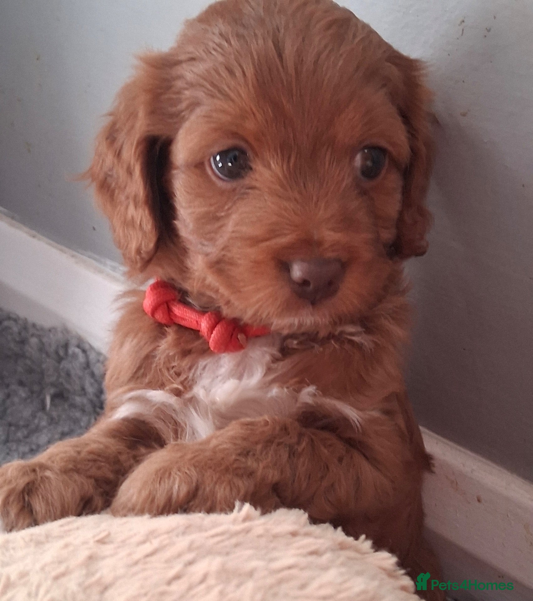 Cockapoo dogs Tiny Asian poodle cross pups teddy bear cute faces - Advert 1