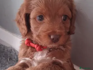 Cockapoo dogs Small Asian poodle cross pups teddy bear faces - Advert 1