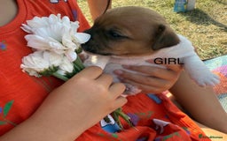 Jack Russell dogs for sale: Jack Russel Pups Short Legged - Image 8