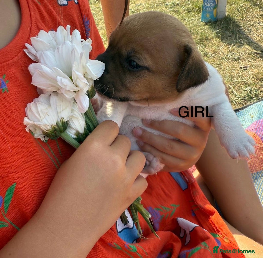 Jack Russell dogs for sale: Jack Russel Pups Short Legged - Image 8