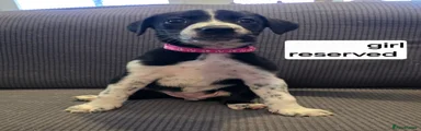 Mixed Breed 9