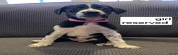 Mixed Breed dogs for sale: Beautiful Belgian mali and Dalmatian puppies - Advert 2