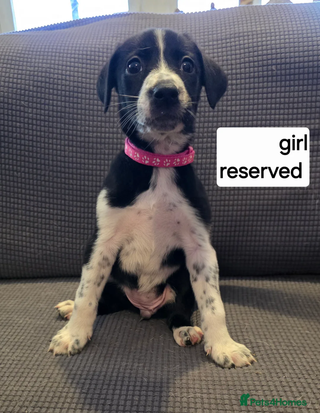 Mixed Breed dogs for sale: Beautiful Belgian mali and Dalmatian puppies - Advert 2