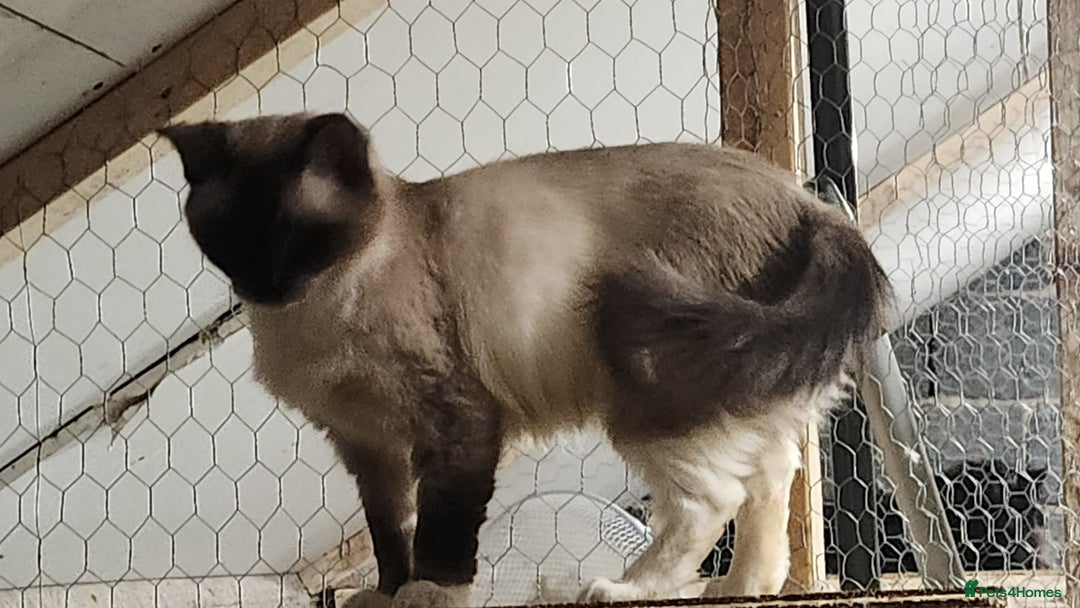 Ragdoll cats for sale: Ragdoll Queen for sale - Advert 2