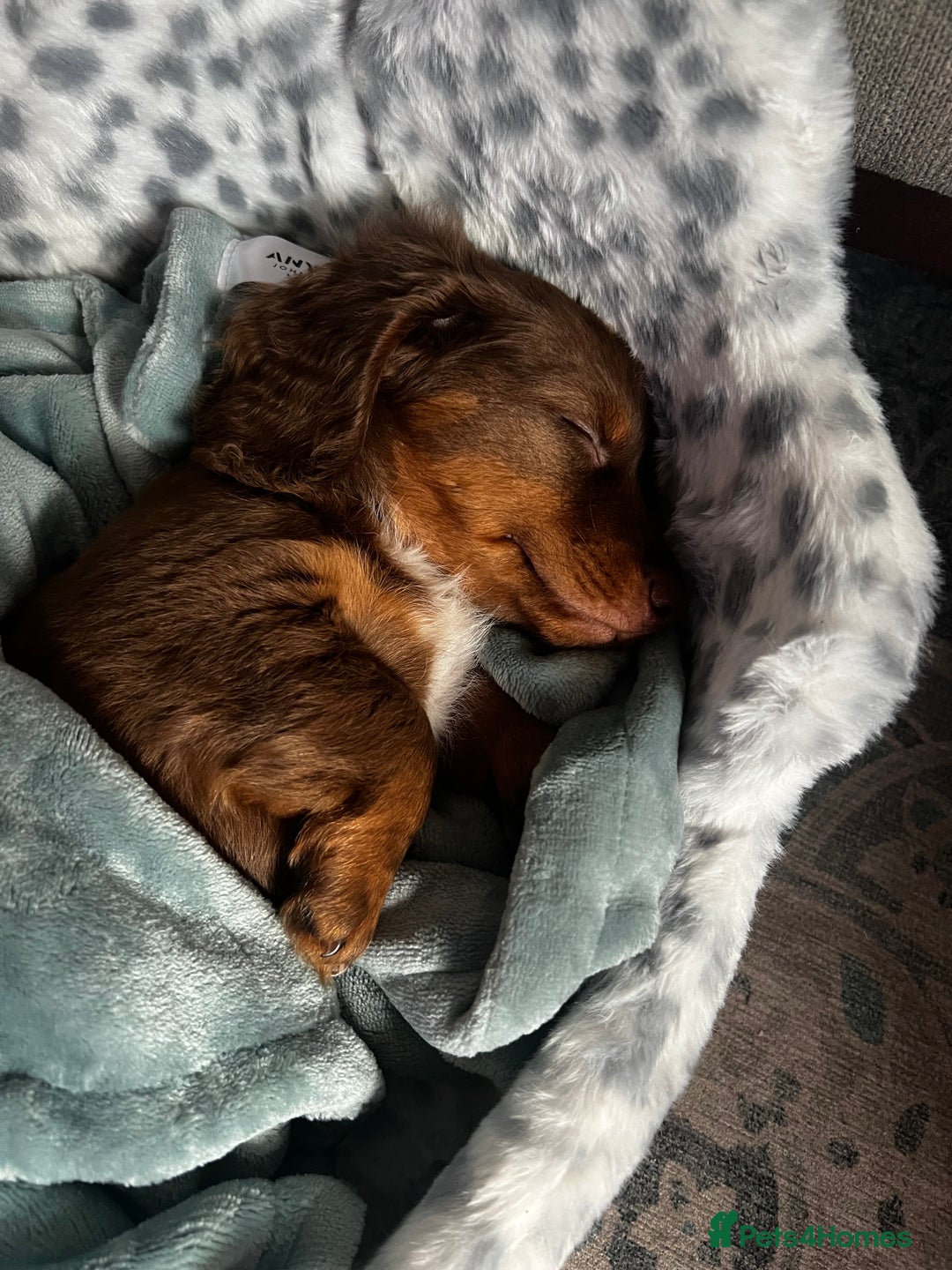 Miniature Dachshund dogs for sale:  KcReg Long Haired Miniature Dachshund Dapper  - Image 13