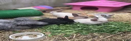 Mixed Breed rabbits for sale: Mum angora, dad lop - Advert 8