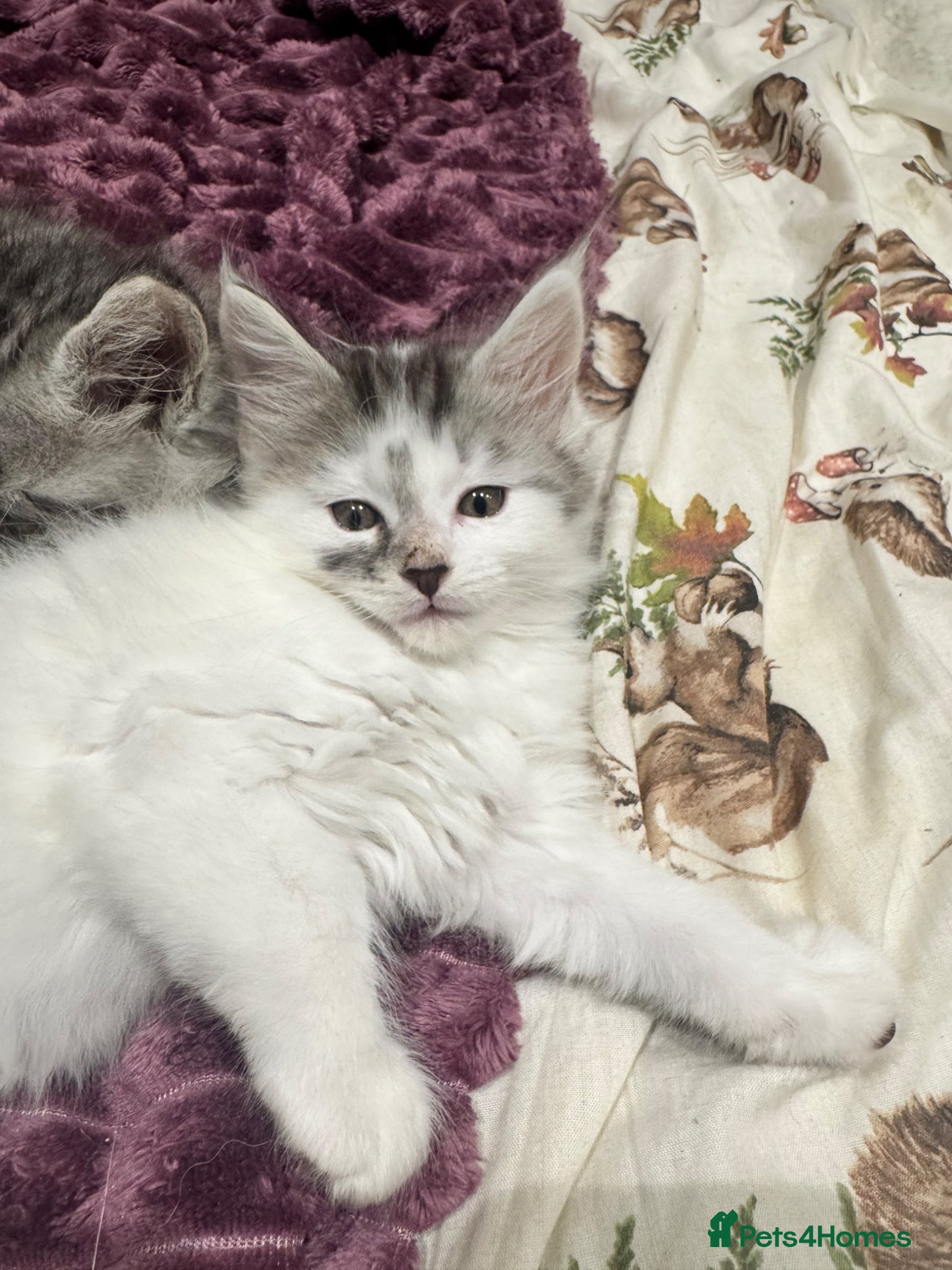 Maine Coon cats 3/4 Maine coon  - Advert 7