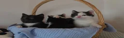 Mixed Breed cats for sale: Beautiful Kittens Looking for Loving Homes - Advert 9