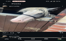 Irish Cob horses for sale: 12/13 mojt old cob  - Image 1