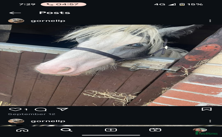 Irish Cob horses - Advert 2
