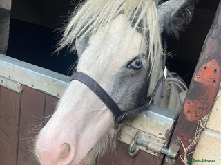 Irish Cob horses - Advert 6
