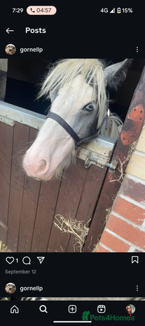 Irish Cob horses - Advert 1
