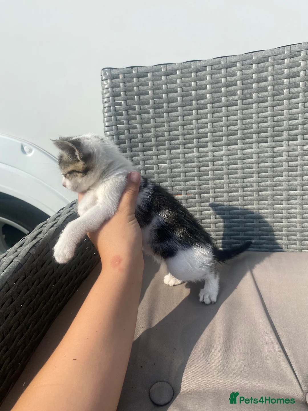 Mixed Breed cats for sale: 6 beautiful kittens in Basildon - Advert 18