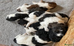 Mixed Breed dogs for sale: St Berdoodle ( St Bernard x Standard poodle) - Image 7