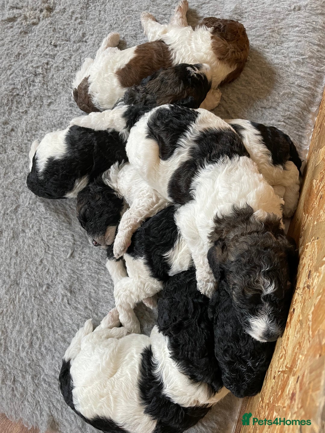 Mixed Breed dogs for sale: St Berdoodle ( St Bernard x Standard poodle) - Image 7
