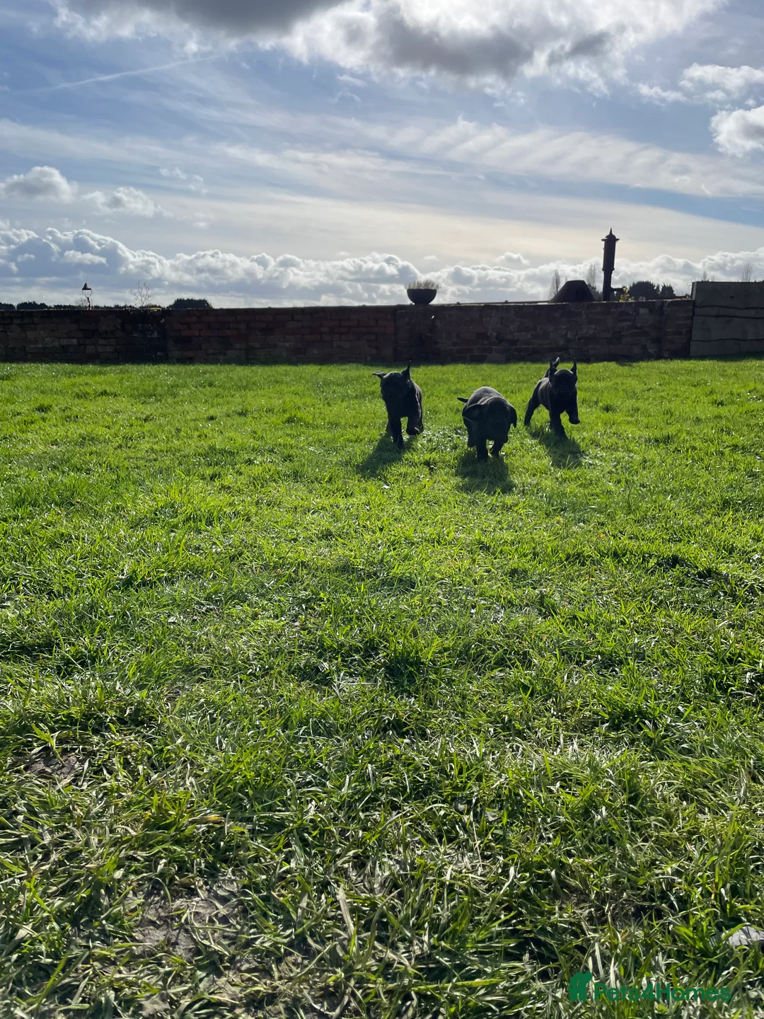 Labrador Retriever dogs for sale: Labrador puppies - Advert 2