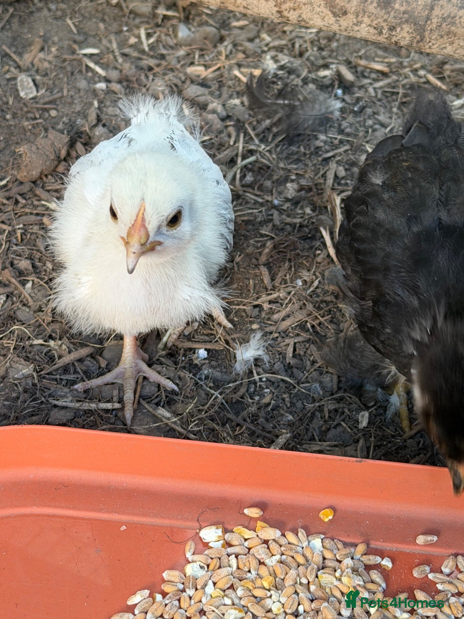 Chickens poultry 2x pekin chicks and 1 x white Sussex chick - Advert 16