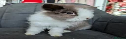Lionhead rabbits for sale: Double-maned Lionhead Buck for Sale - Advert 5