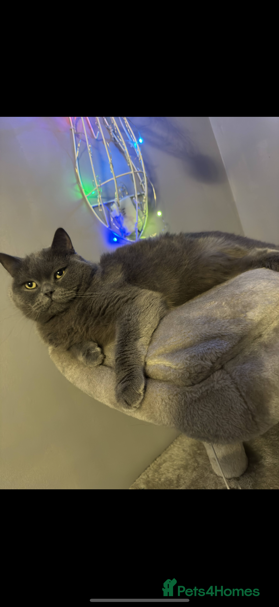 British Shorthair cats for sale: 2 Beautiful British shorthair cats 5 years  - Image 3
