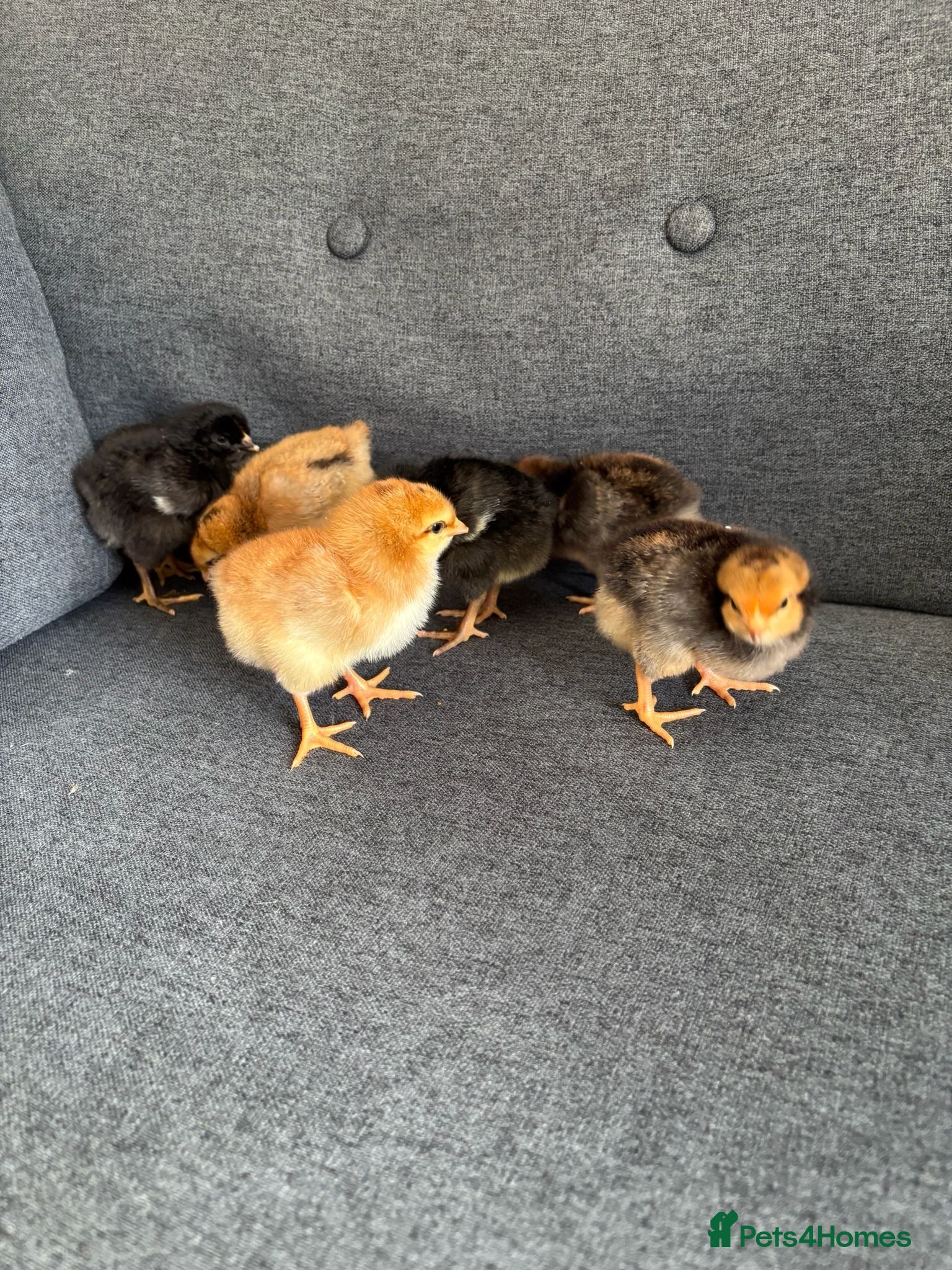 Mixed Breed livestock Newly Hatched Chicks in Llandeilo - Advert 7