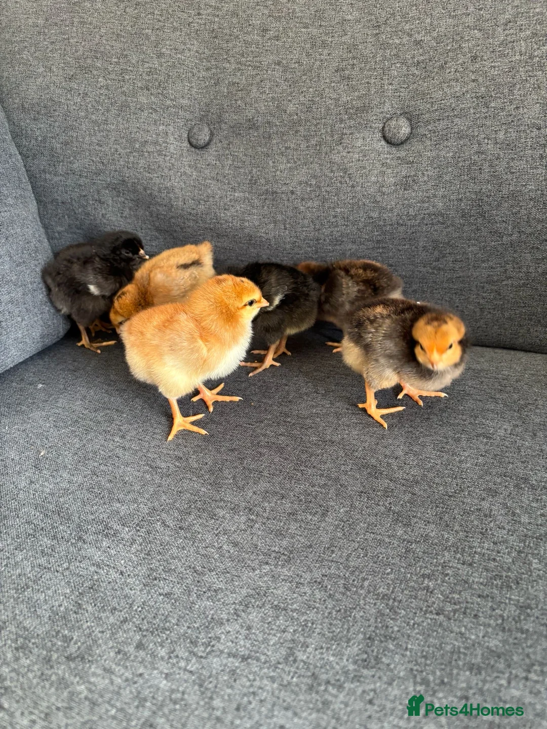 Mixed Breed livestock for sale: Newly Hatched Chicks in Llandeilo - Advert 1