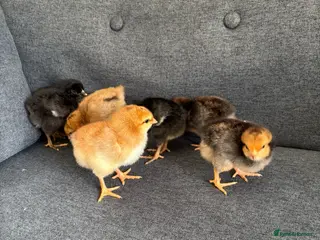 Mixed Breed livestock Newly Hatched Chicks in Llandeilo - Advert 7