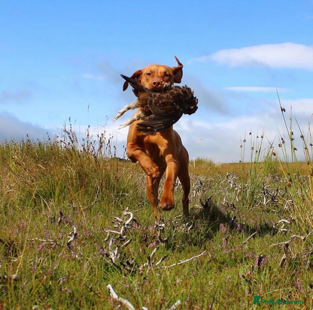 Hungarian Vizsla dogs for sale: Stunning litter of Hungarian Vizsla pups - Advert 4