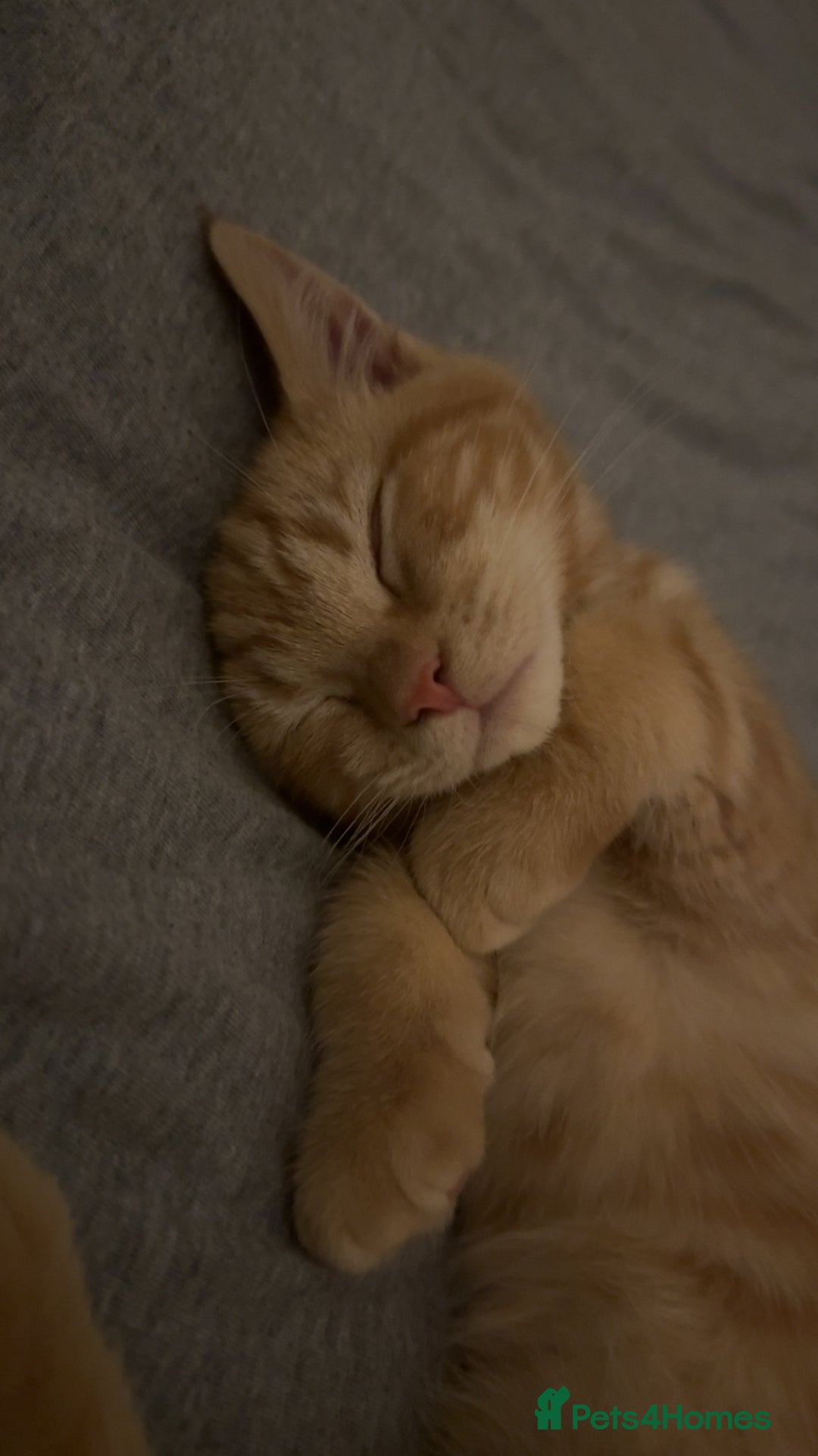 Bengal cats for sale: Gorgeous ginger boy  - Advert 1