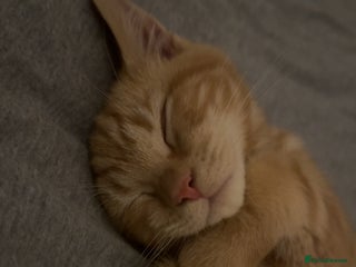 Bengal cats Gorgeous ginger boy - Advert 1