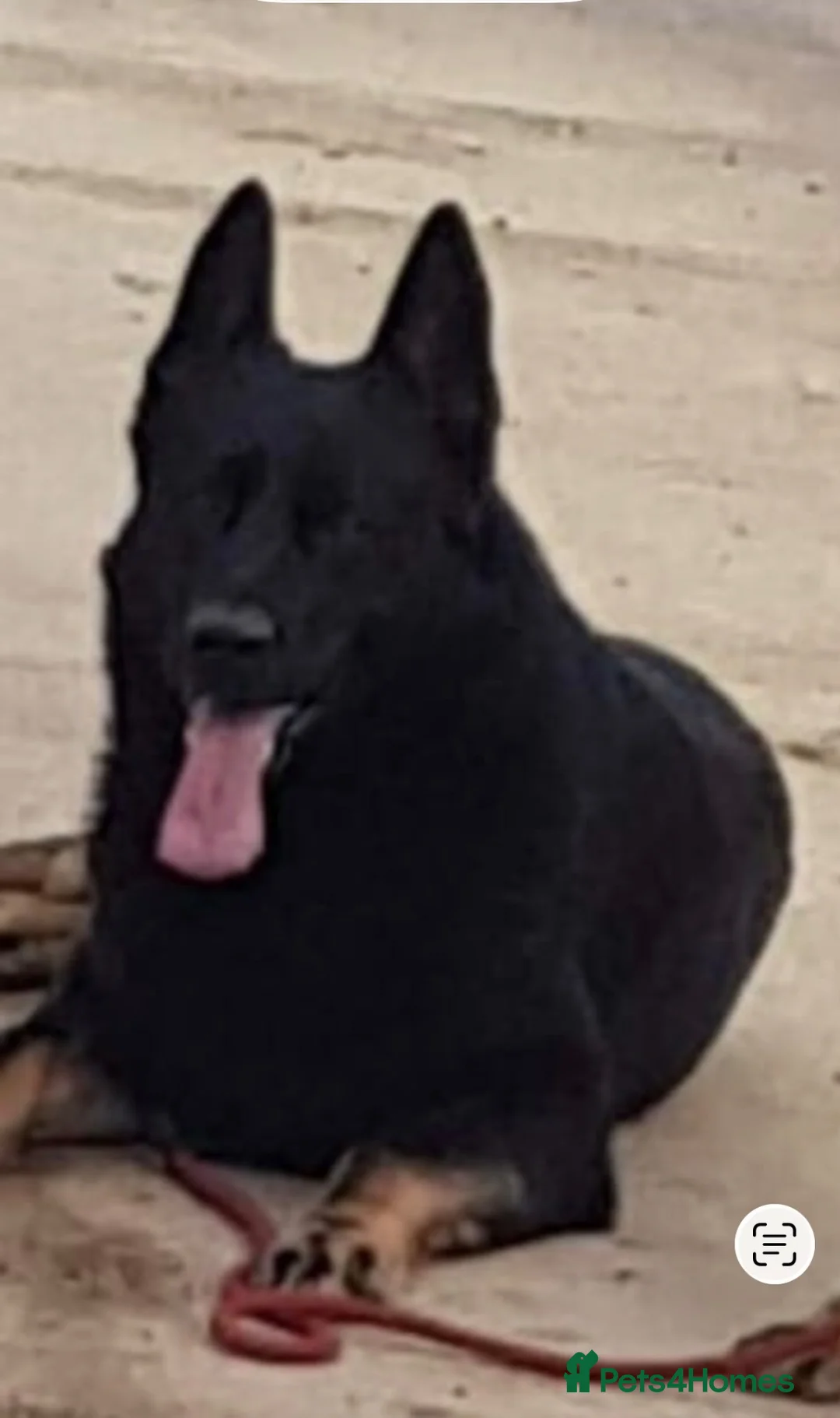 German Shepherd dogs for sale: Beautiful Czech German shepard in Newport - Advert 2