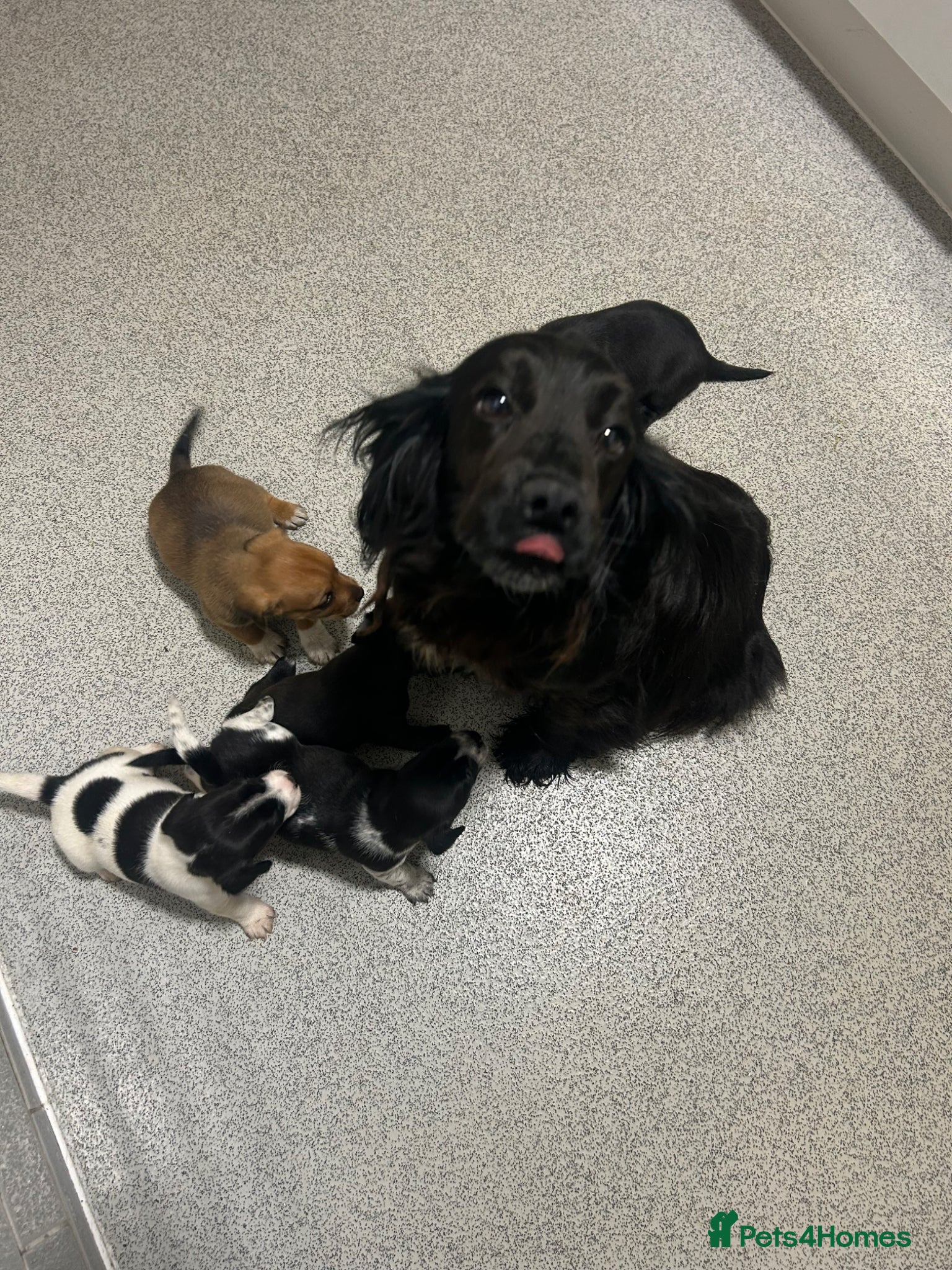 Mixed Breed dogs Beautiful Cockerjack puppies for sale  - Advert 1