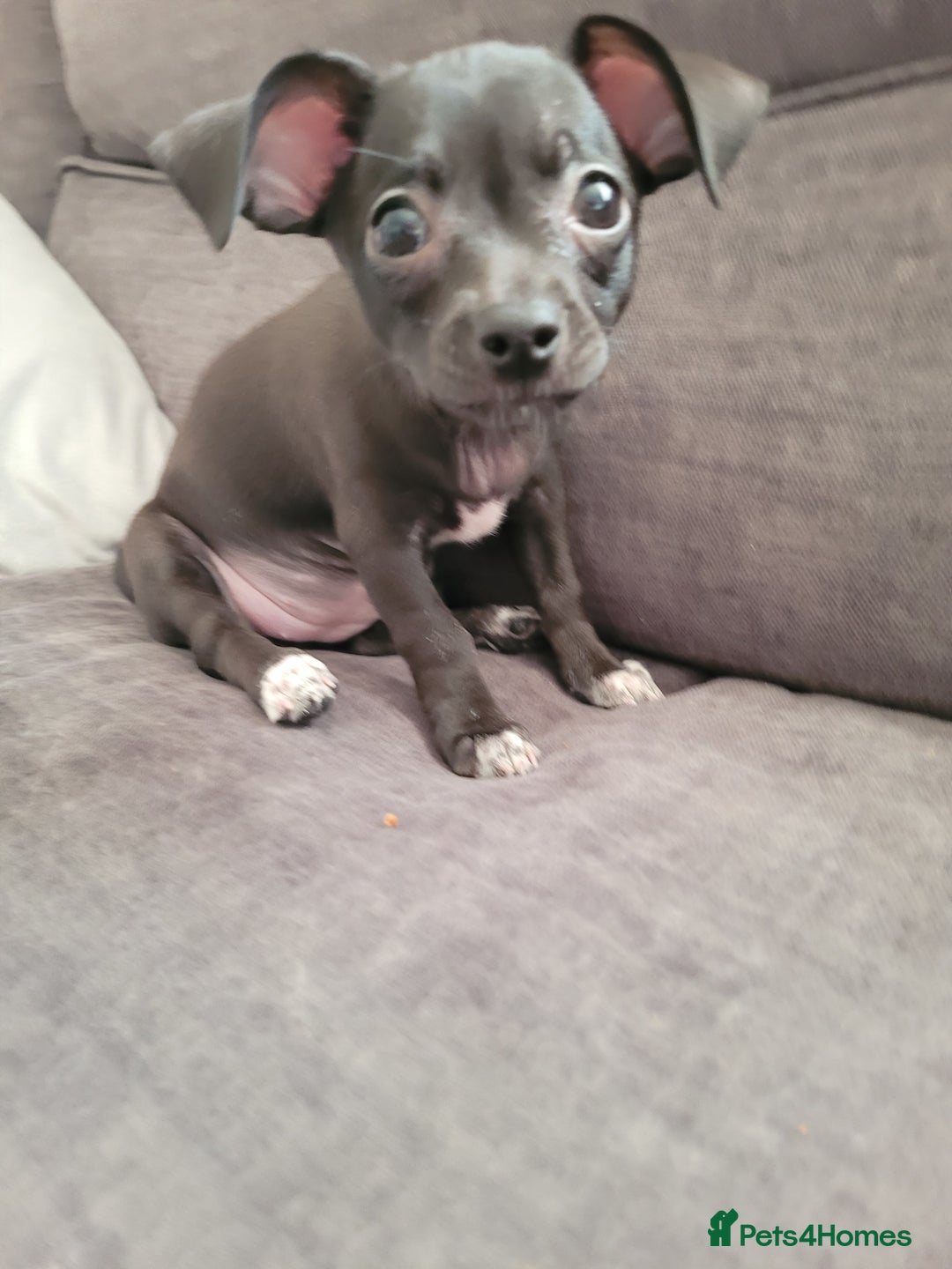 Chihuahua dogs for sale: Ready now - Advert 9