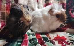 Guinea Pig rodents for sale: Very cute pair of boy guinea pigs ready now  - Advert 8