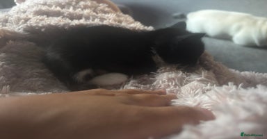 Mixed Breed cats - Advert 10