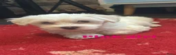 Bichon Frise dogs for sale: 6 beautiful bichon Frise x bichon Maltese  - Advert 8