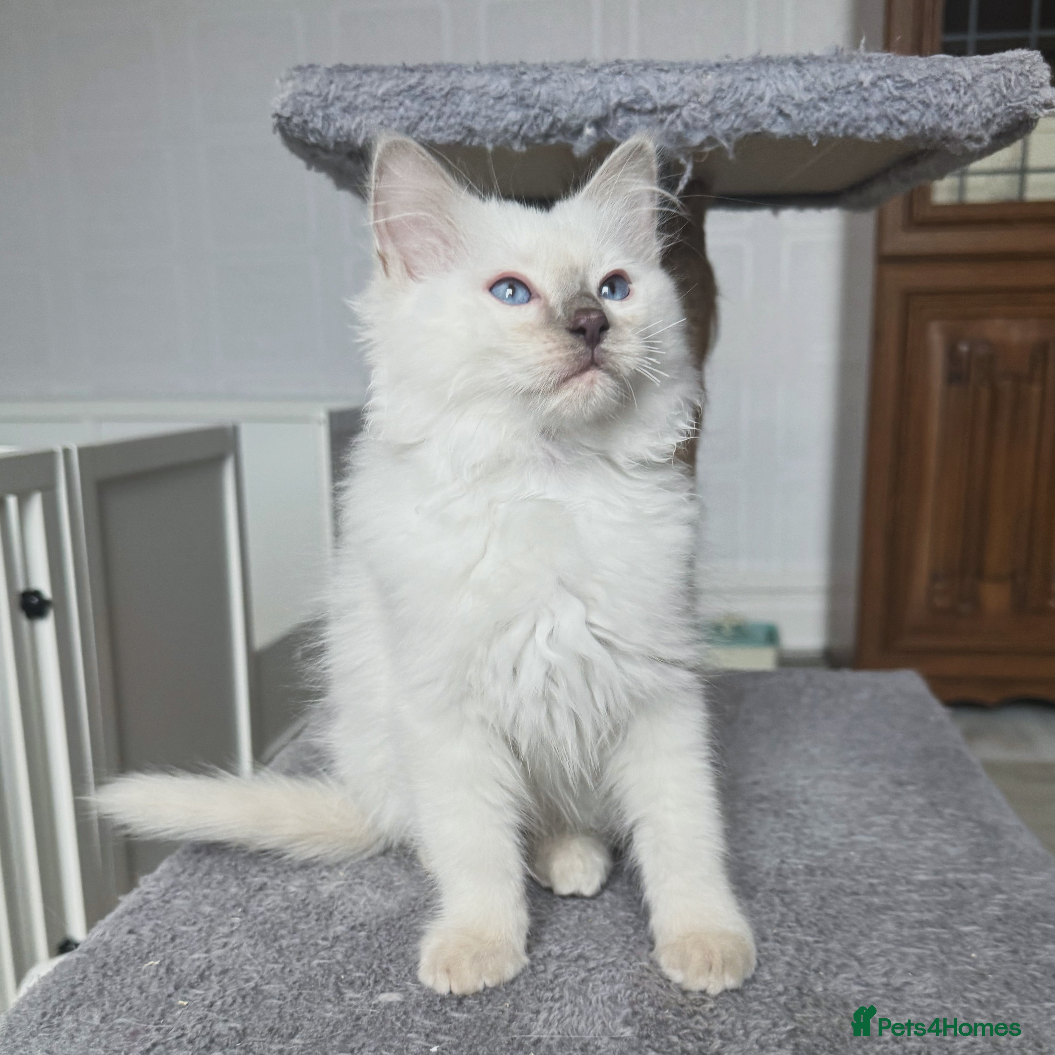 Ragdoll cats Pedigree Championship GCCF Ragdoll Kittens - Advert 16