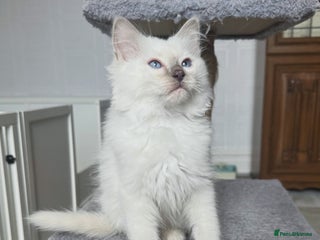 Ragdoll cats Pedigree Championship GCCF Ragdoll Kittens - Advert 16