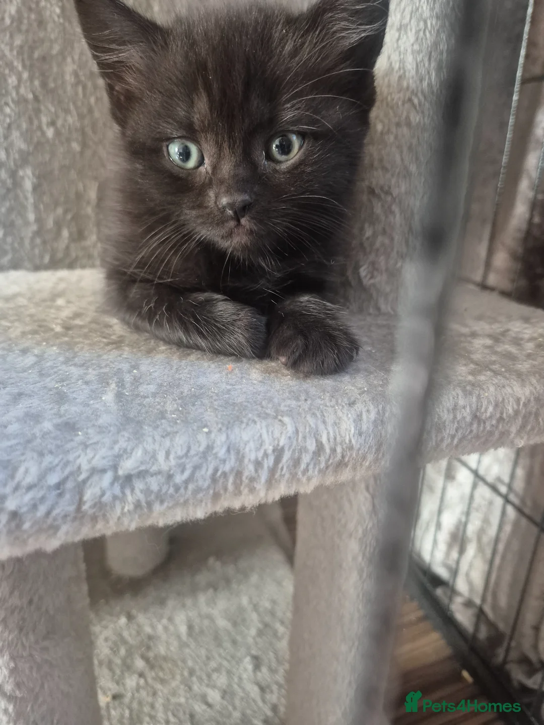 British Shorthair cats for sale: Half British shorthair - Advert 2